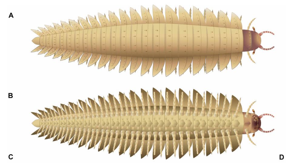 The new scans of Arthropleura revealed what the creature's head looked like, including its stalked eyes, mandibles and mouthparts. - Lheritier et al., Sci. Adv. 10, eadp6362 (2024)