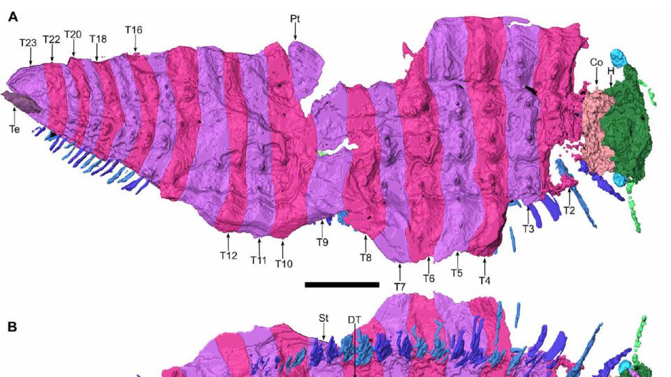 The scans revealed new aspects of Arthropleura's anatomy in detail. - Lheritier et al., Sci. Adv. 10, eadp6362 (2024)