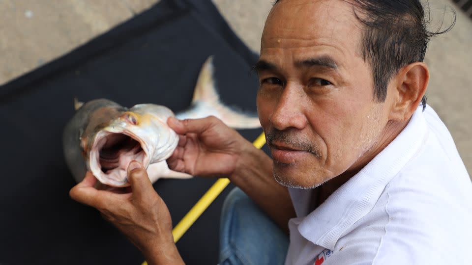 The giant salmon carp has been rediscovered in Cambodia. - Chhut Chheana/Wonders of the Mekong