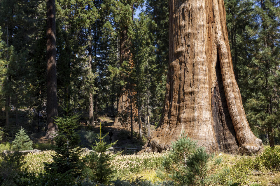 The towering Sentinel Tree, a giant sequoia, stands proudly in Sequoia National Park, California. A symbol of natures grandeur, this tree attracts visitors from all over the world.