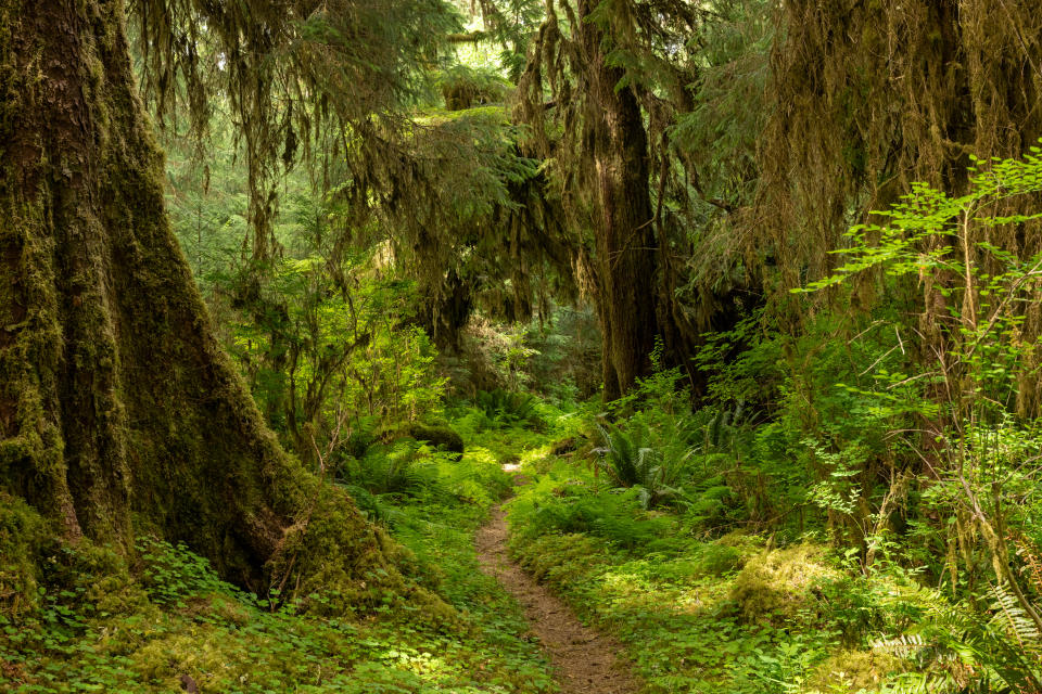 Rainforest Drips With Different Shades Of Green Along Narrow Trail in Olympic National Park