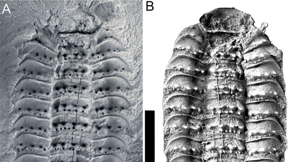 Researchers studied scans of two Arthropleura fossils trapped in stone. - Lheritier et al., Sci. Adv. 10, eadp6362 (2024)