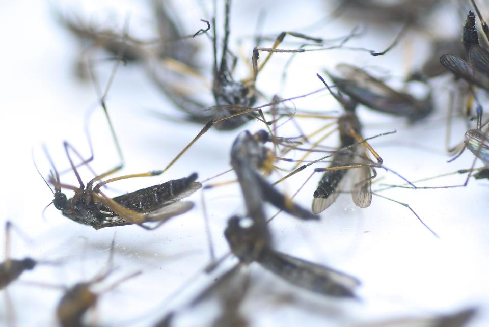 Mosquitos are studied at the Vector Control office off Division Drive Aug. 21, 2024 in Wilmington, N.C. Mosquito numbers are increasing thanks to the drenching Tropical Storm Debby brought to the region. This is not the region referenced in this story.