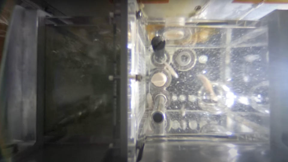  Top-down view of a small tank with four silver-white fish in it. 