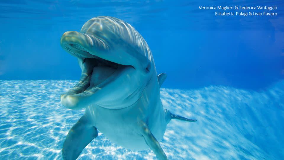 Almost all of the "smiles" were recorded when the dolphins were playing with each other rather than with their human trainers or on their own. - ZooMarine, Italy