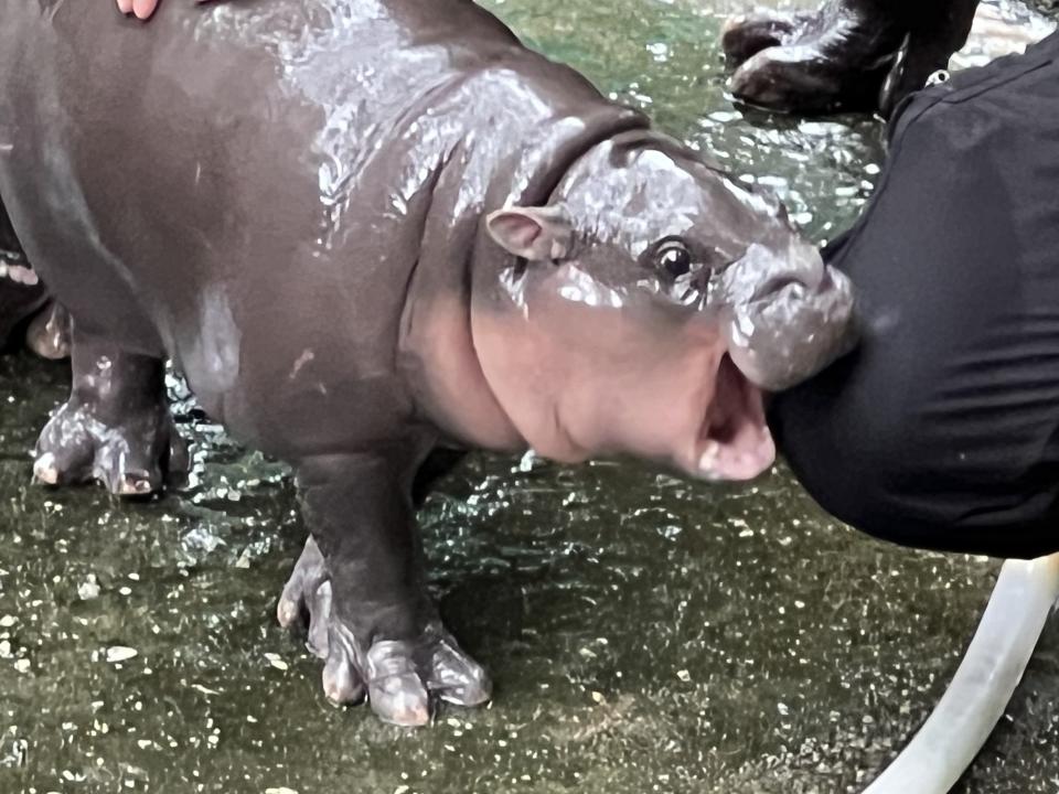 18 September 2024, Thailand, Bang Phra: Two-month-old pygmy hippo Moo Deng tries to bite her keeper's knee at Khao Kheow Open Zoo. The cute little hippo has become an internet sensation in Thailand and other Asian countries because of its funny faces. The number of visitors to the zoo has doubled since its birth in July. Photo: Carola Frentzen/dpa (Photo by Carola Frentzen/picture alliance via Getty Images)