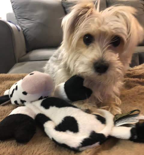 Dog playing with squeak-less cow toy