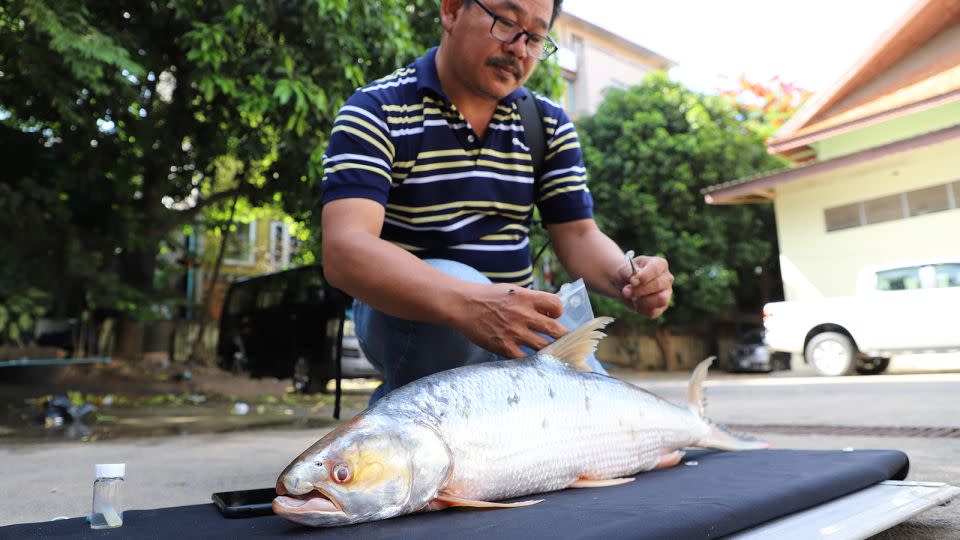 The giant salmon carp has been rediscovered in Cambodia. - Chhut Chheana/Wonders of the Mekong