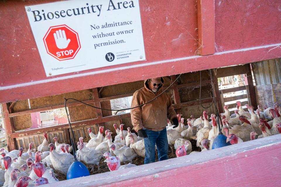 PHOTO: Bill Powers checks on his flock of white turkeys, which have been kept under shelter all year to prevent exposure to avian influenza, at his family's farm in Townsend, Del., Nov. 14, 2022. (Nathan Howard/Getty Images)