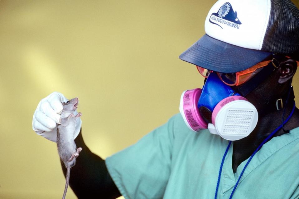 PHOTO: In this undated file photo, a health worker holds a rodent during an outbreak of Lassa Fever in the village of Serabu near Kenema, Sierra Leone.  (Karen Kasmauski/Corbis via Getty Images, FILE)