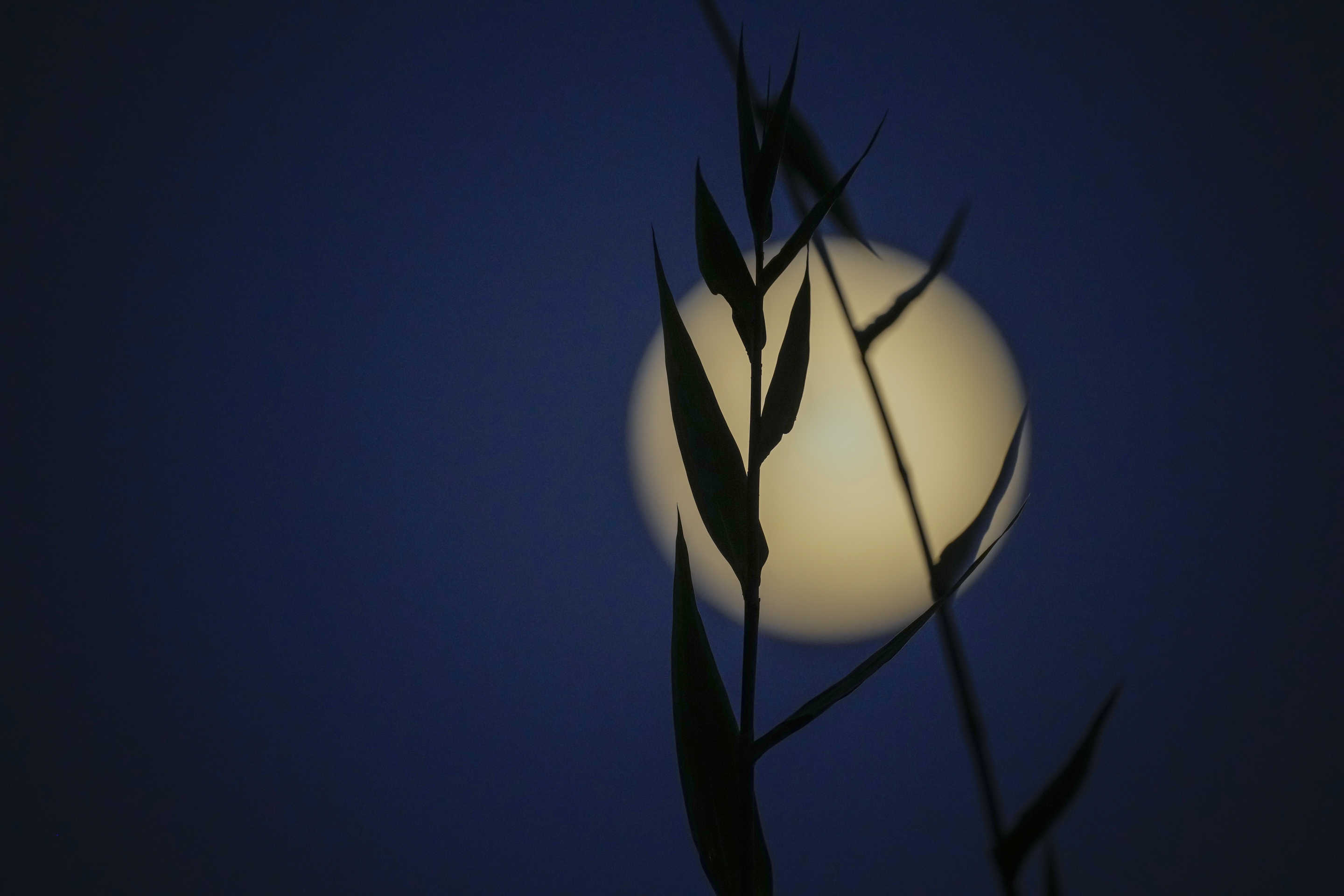 A supermoon rises behind the bamboo tree in Guwahati, India, on Friday.