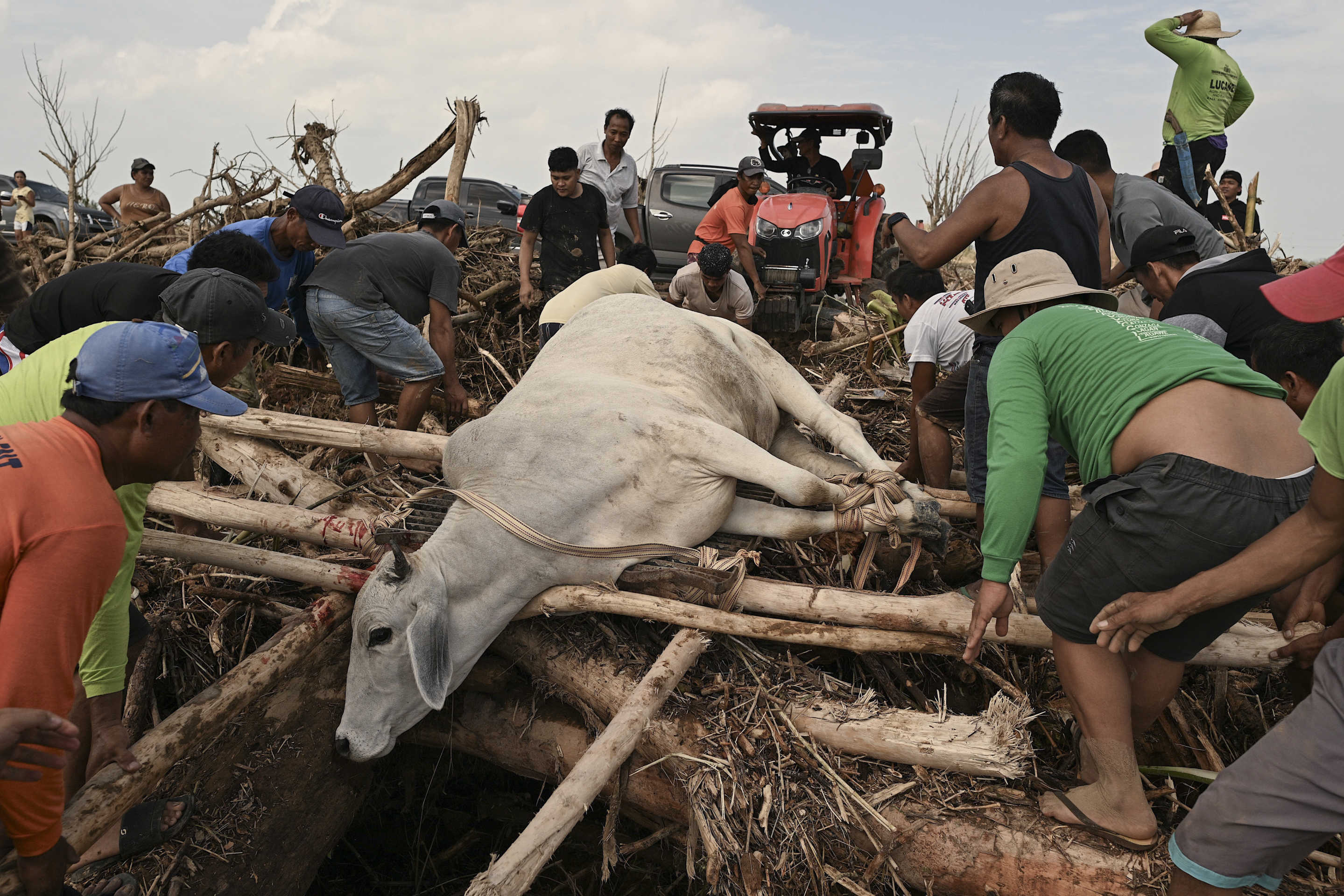 Residents rescue a cow trapped in logs and debris swept by flood waters caused by Typhoon Usagi in Gonzaga, Cagayan province, northern Philippines.