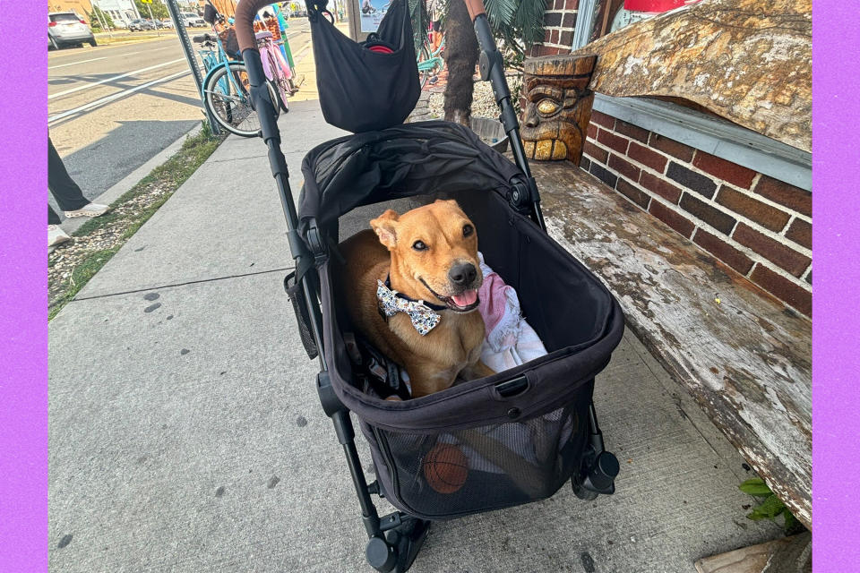 Rescue dog Theodore wears a bow tie as he rides in a pet stroller.