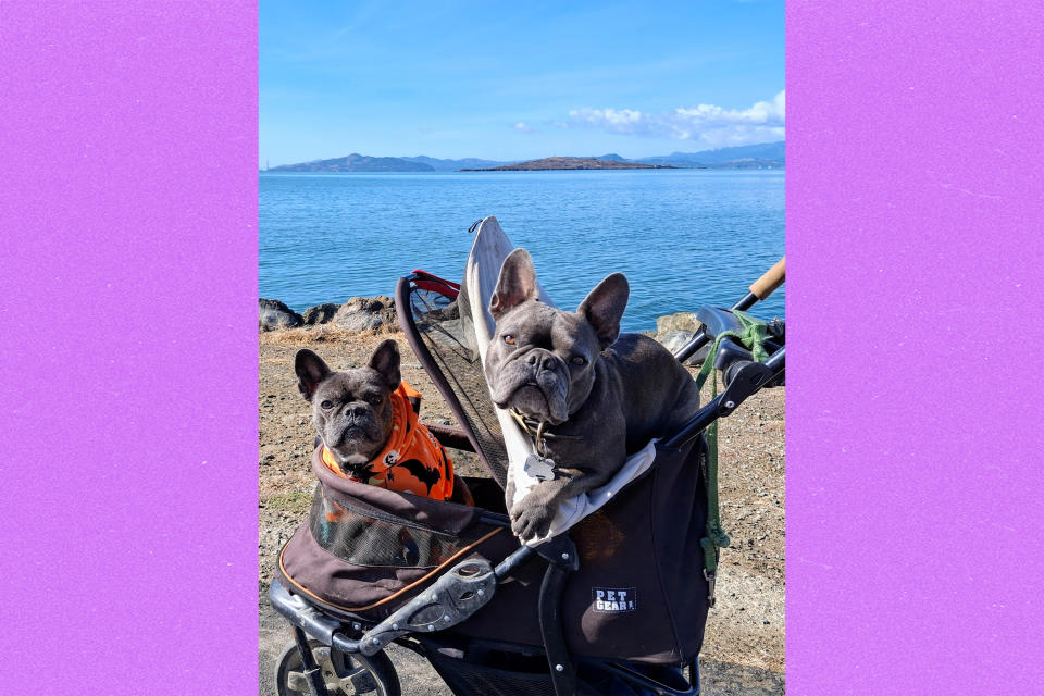 French bulldogs Shamrock and Corbie ride in a pet stroller next to the water.