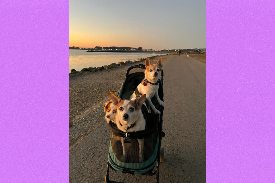 Three small older dogs in one pet stroller on a paved path in a park.