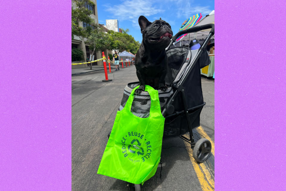 Oatie Meal, a French bulldog, in his pet stroller.