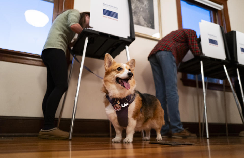 A corgi named Daisy looks on as her owner fills out a ballot in a polling place.