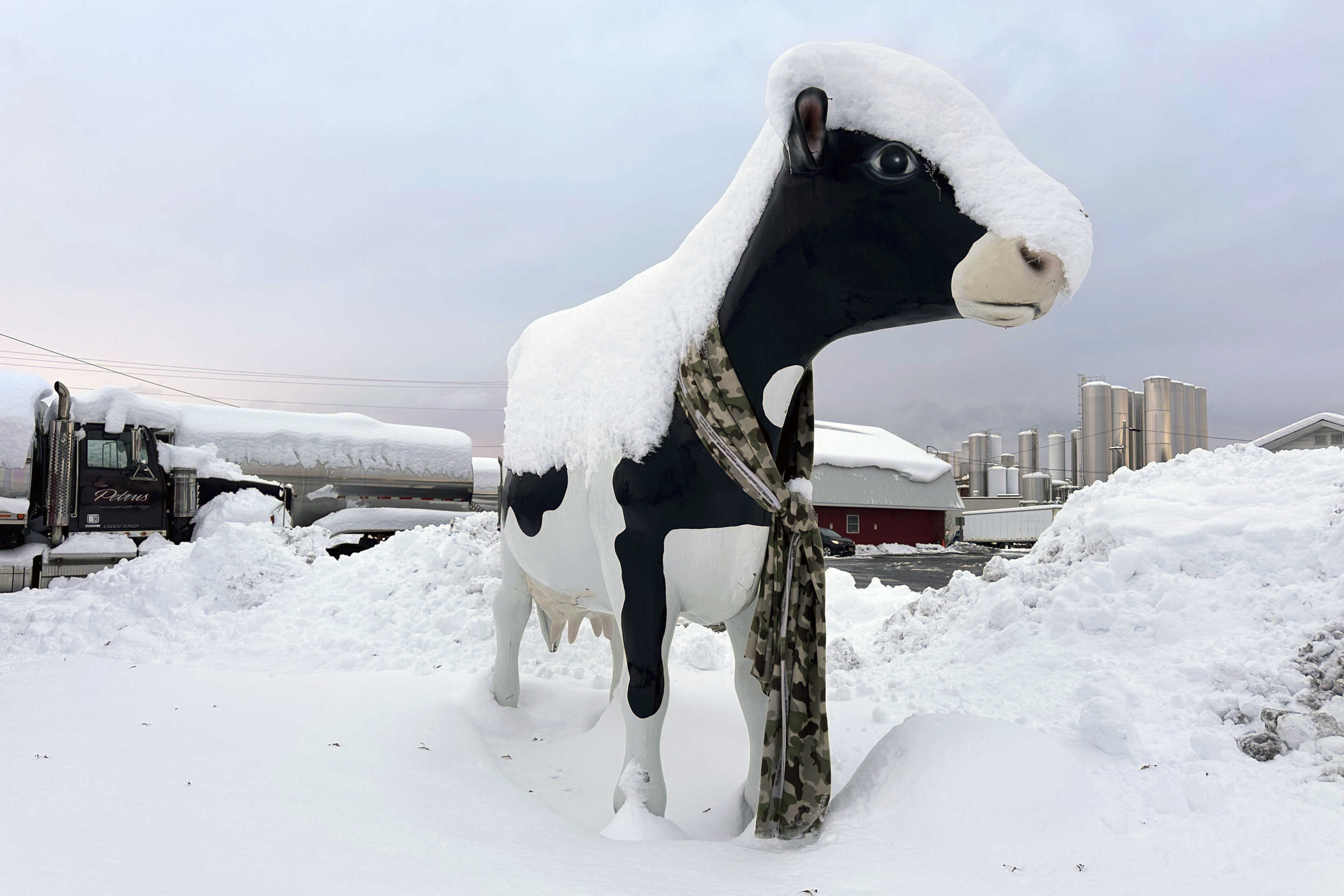 Snow rests on top of a cow sculpture in Lowville, N.Y.