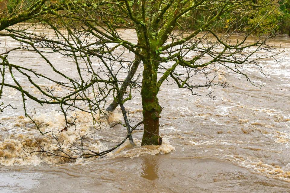 Tree standing in water after a river flooded due to heavy rain from Storm Bert. No people.