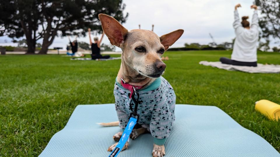 A chihuahua wearing pajamas sitting on a yoga mat in the grass with a woman doing yoga in the background