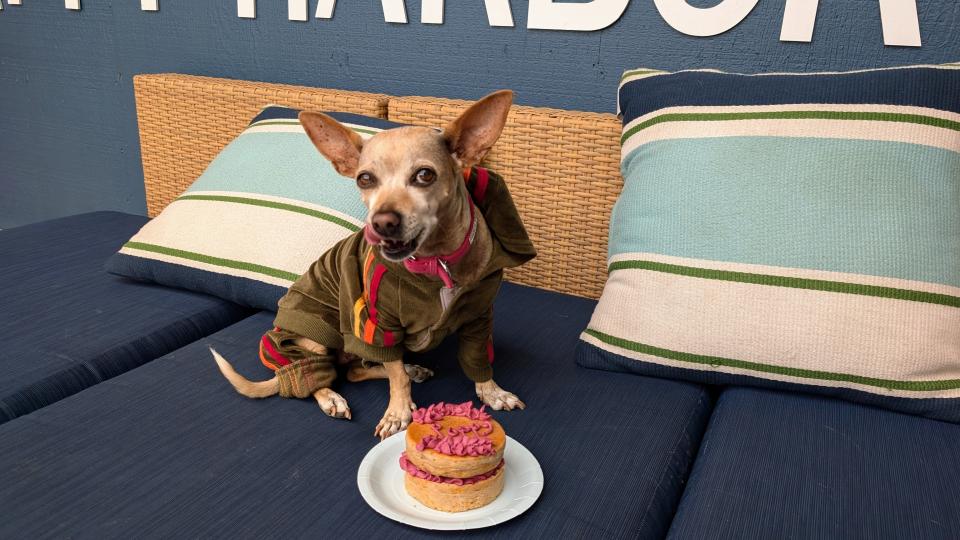 A chiweenie in a tracksuit sitting on a couch with a homemade dog cake