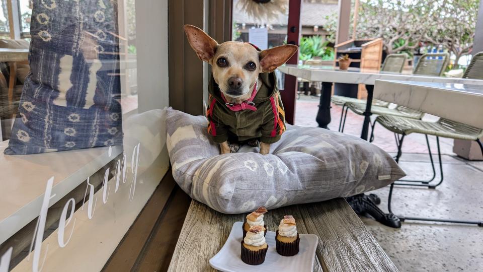 A small dog with big ears sitting on a pillow with dog cupcakes in front of her.