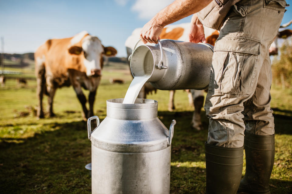 Milk being poured into a jug with a cow looking on.