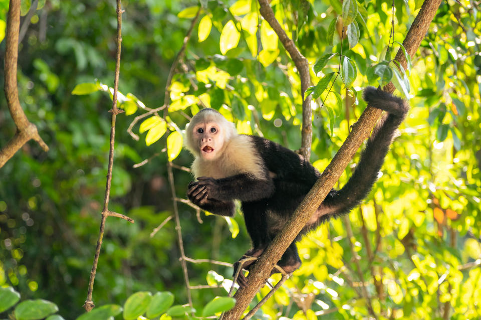 Funny photo of capuchin monkey hanging from a branch in a tree held with its tail coiled in amazement looking towards the camera while eating jungle fruits with a background of green trees