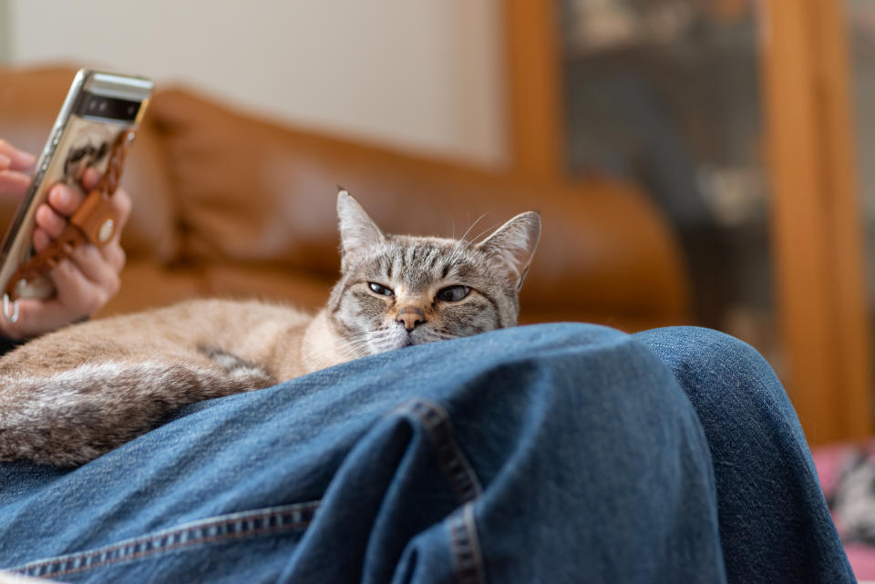 Cute cat relaxing on owner's lap