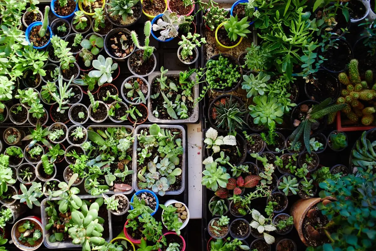 一对夫妇在 2026 年经营后院托儿所以在线赚钱